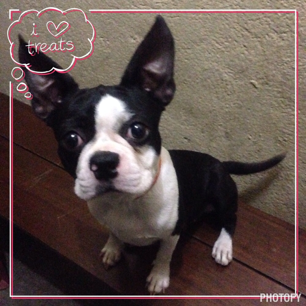 Happy National Dogs&nbsp;Day!